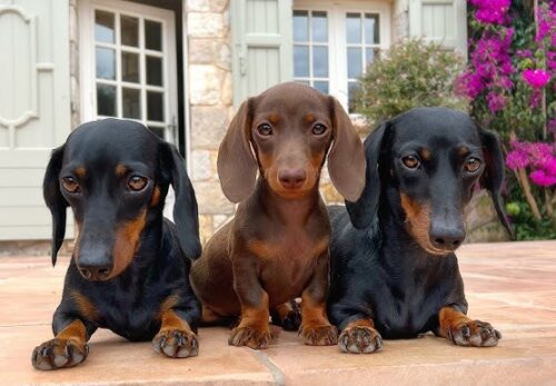 Dachshund Puppy Feeding Guide: Nutrition, Diet & Healthy Growth