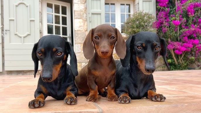 Dachshund Puppy Feeding Guide: Nutrition, Diet & Healthy Growth