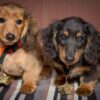 How Much Does It Cost to Own a Dachshund Puppy? Full Breakdown