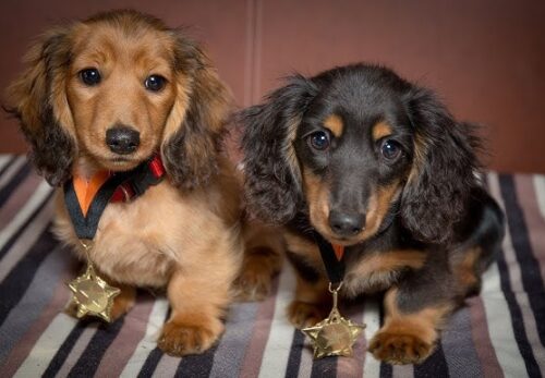 How Much Does It Cost to Own a Dachshund Puppy? Full Breakdown