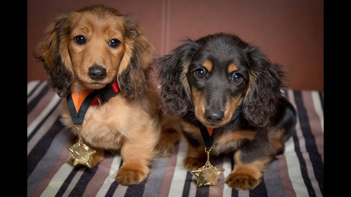 How Much Does It Cost to Own a Dachshund Puppy? Full Breakdown