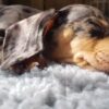 The Complete Guide to Training Your Dachshund Puppy (Step-by-Step for Beginners)