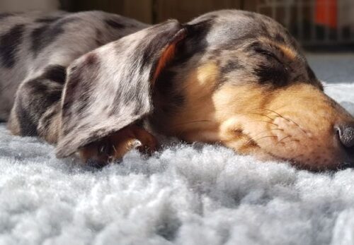 The Complete Guide to Training Your Dachshund Puppy (Step-by-Step for Beginners)