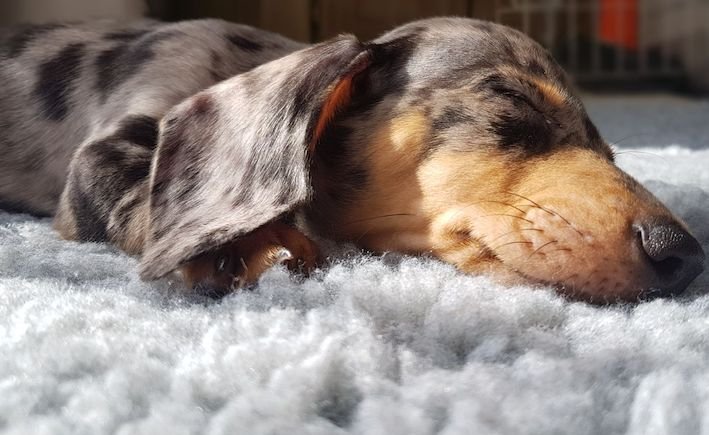 The Complete Guide to Training Your Dachshund Puppy (Step-by-Step for Beginners)