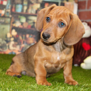 🐾 Male Dachshund Puppy for Adoption – Ivan