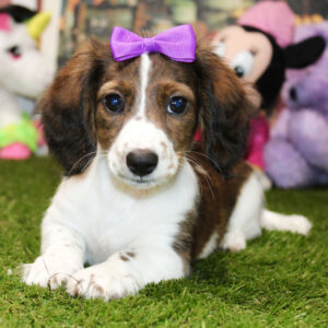 🐾 Female Dachshund Puppy for Adoption – Inga