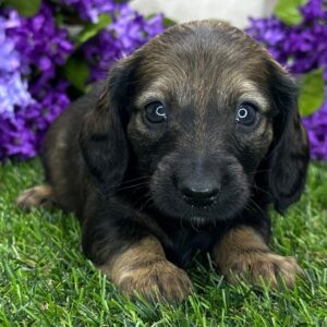 🐾 Male Dachshund Puppy for Adoption – Sunny