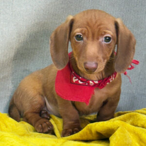 🐾 Male Dachshund Puppy for Adoption – Harvey