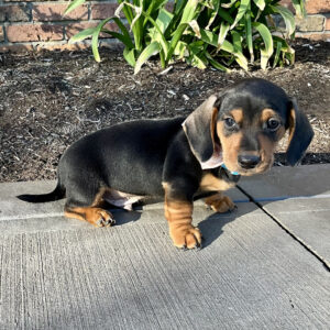 🐾 Male Dachshund Puppy for Adoption – Diesel