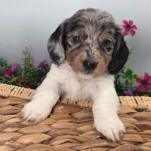 🐾 Male Dachshund Puppy for Adoption – Gage