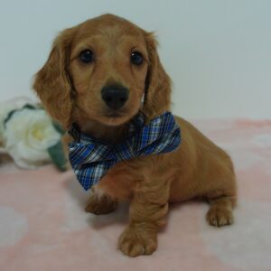 🐾 Male Dachshund Puppy for Adoption – Tracker