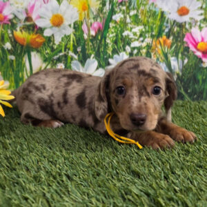 🐾 Male Dachshund Puppy for Adoption – Ronnie
