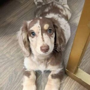 🐾 Female Dachshund Puppy for Adoption – Luna