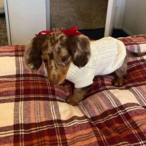 🐶 Adorable Male Dachshund Puppy for Adoption – Henry