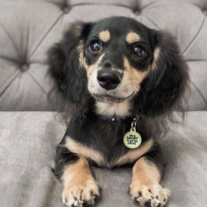 🐾 Male Dachshund Puppy for Adoption – Milo