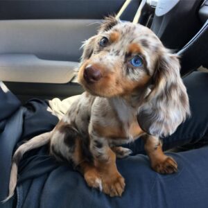 🐾 Adorable Male Dachshund Puppy Ready for Adoption – Benny