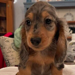 🐾 Adorable Female Dachshund Puppy Ready for Adoption – Diesel