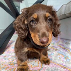 🐾 Adorable Male Dachshund Puppy Ready for Adoption – Max