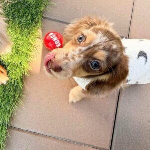 🐾 Adorable Male Dachshund Puppy Ready for Adoption – Leo