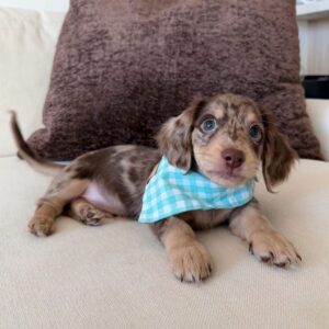 🐾 Adorable Female Dachshund Puppy Ready for Adoption – Lola