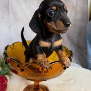 🐾 Adorable Male Dachshund Puppy Ready for Adoption – Thunder