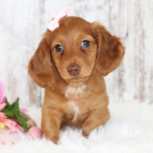 🐾 Female Dachshund Puppy for Adoption – Patty