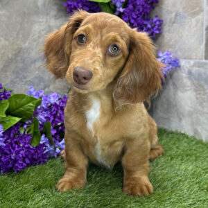 🐾 Male Dachshund Puppy for Adoption – Nathan