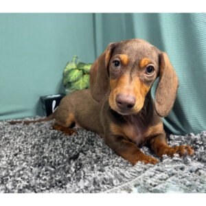 🐾 Male Dachshund Puppy for Adoption – Lincoln