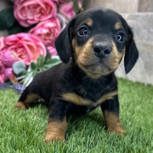 🐾 Female Dachshund Puppy for Adoption – Cubby