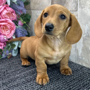 🐾 Male Dachshund Puppy for Adoption – Cedar