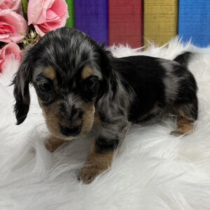 🐾 Female Dachshund Puppy for Adoption – Mitra