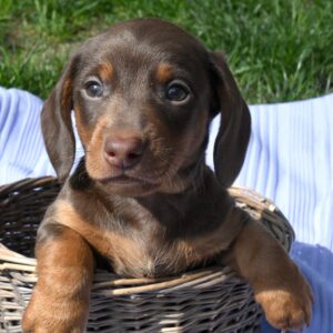 🐾 Male Dachshund Puppy for Adoption – Major