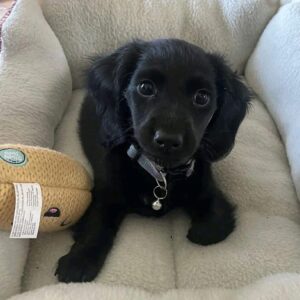 🐾 Female Dachshund Puppy for Adoption – Rosie