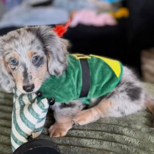 🐾 Female Dachshund Puppy Ready for Adoption – Ivy