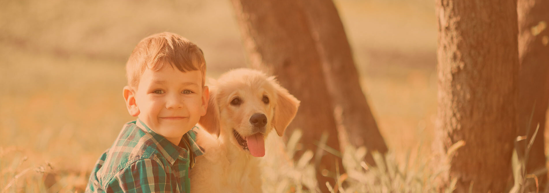 We specialize in providing you with high Quality Dachshund Puppies From Top Trusted Breeders

